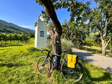 Gravelbike lehnt an einem Baum Gravelbike lehnt in der Wiese an einem Baum