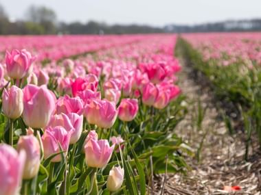 Vaste champ de tulipes roses aux Pays-Bas avec des rangées s'étendant jusqu'à l'horizon sous un ciel nuageux.