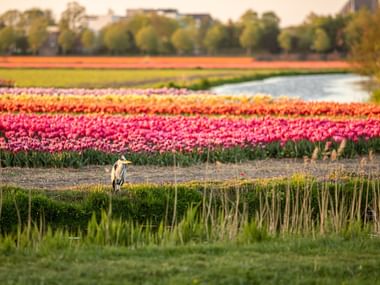 Vogel und im Hintergrund Tulpenfelder. Aktivferien mit Eurotrek.