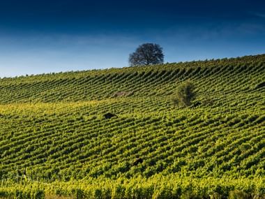 Sanft geschwungene Rebhügel mit ordentlichen Rebreihen im Naturpark Schaffhausen. Ein einzelner Baum steht auf der Hügelkuppe vor blauem Himmel.