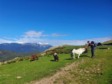 Ein Wanderer streichelt ein weisses Pony auf einer Wiese in den Alpen. Im Hintergrund der Berg mit Schneebedekten Spitzen und ein strahlend blauer Himmel mit ein paar kleinen Wolken.