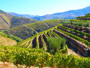Hügelige Weinberge neben den Wanderpfaden im Douro Gebiet