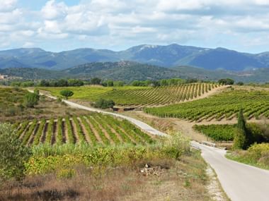 Catalonia vineyards