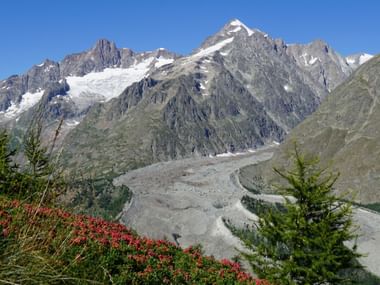 Alpenblick mit Gletscher und Tal Panoramablick auf schneebedeckte Alpengipfel mit Gletscher im Tal. Rote Alpenrosen und Nadelbäume im Vordergrund unter blauem Himmel.
