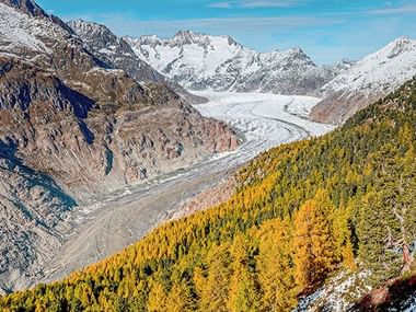 La forêt d'Aletsch en automne avec son aspect doré. Vue panoramique du glacier d'Aletsch coulant entre les sommets alpins enneigés, avec une forêt d'automne dorée au premier plan.