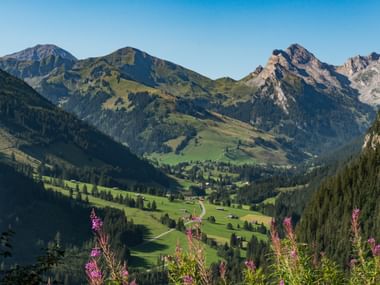 Grimmialp-Tal im Naturpark Diemtigtal Panoramablick auf das Grimmialp-Tal im Naturpark Diemtigtal mit grünen Almwiesen, verstreuten Gebäuden und Berggipfeln unter blauem Himmel.
