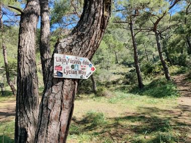 Schild an Baum welches den lykischen Weg anzeigt in einem Nadelwald