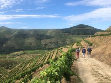 Drei Wanderer auf einem Feldweg durch terrassierte Weinberge im Douro-Tal. Hügelige Landschaft mit Weinreihen erstreckt sich unter blauem Himmel.