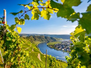 Sonnenbeschienener Weinberg mit grünen Weinblättern, die den Blick auf die Mosel im Piesporter Tal unter blauem Himmel rahmen.