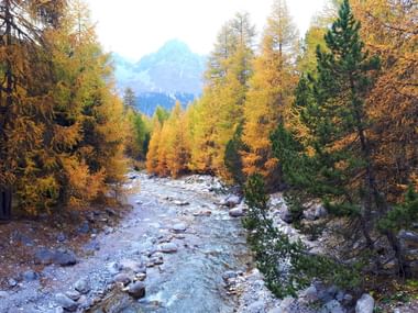 Steiniger Fluss fliesst durch Herbstwald mit goldenen Lärchen und immergrünen Nadelbäumen im Schweizerischen Nationalpark, Berge im Hintergrund.