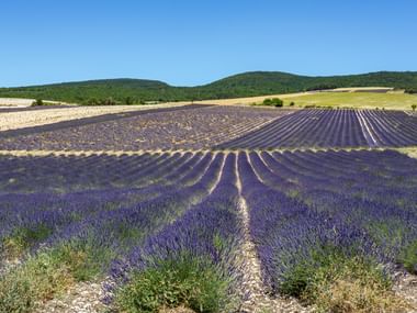 Radreisen Lavendel Provence