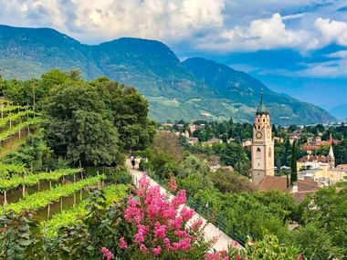 Vue panoramique de Merano au Tyrol du Sud avec vignobles en terrasses, buissons fleuris roses, clocher historique et montagnes alpines.