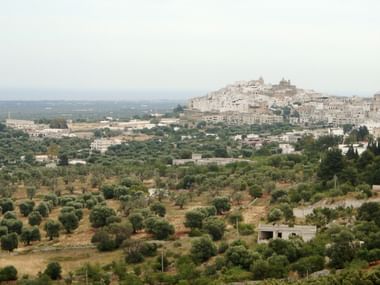Ein traditionelles Dorf ist umgeben von vielen Olivenbäumen in Apulien in Italien.