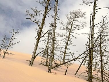 Bäume unter Sand in der Lontzke Düne.