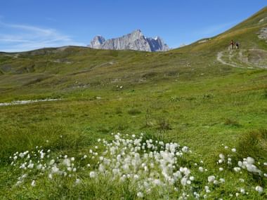 Mont Blanc Wiesen mit Wollgras-Blüten Grüne Almwiesen mit weißen Wollgras-Blüten im Vordergrund, dramatische Felsgipfel im Hintergrund unter blauem Himmel auf der Tour Mont Blanc.