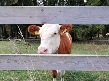 Eine Kuh blickt durch zwei Holzlatten hindurch.