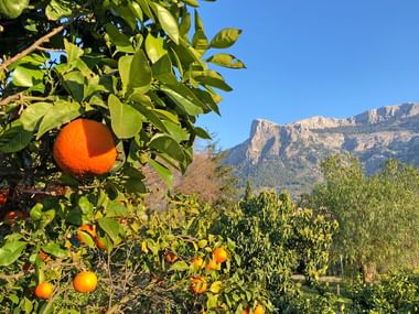 Zitrusfrüchte im Wanderurlaub auf Mallorca