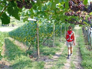 Wandern im Vinschgau durch blühende Weinreben