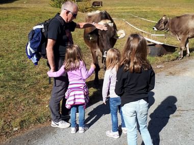 Ein Vater mit Rucksack und drei kleine Töchter streicheln braune Kühe am Strassenrand auf einer Almwiese mit Herbstwald im Hintergrund.