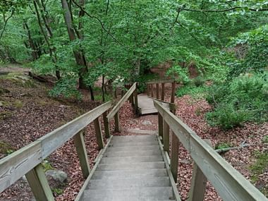 Holztreppe führt durch einen üppig grünen Wald mit dichtem Laub. Der Weg ist mit Laub bedeckt und von Bäumen umgeben.