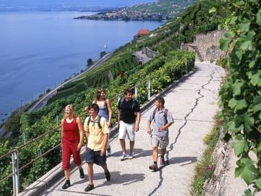 Fünf Wanderer auf einer schmalen Strasse zwischen einem Weinberg, dem Alpenpanorama-Weg in Lavaux.