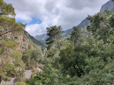 Auf beiden Seiten des Waldes ragen die Felsen des Canyons hervor