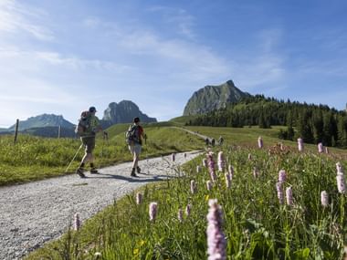Wanderung auf den Gurnigel entlang einer alpinen Blumenwiese.