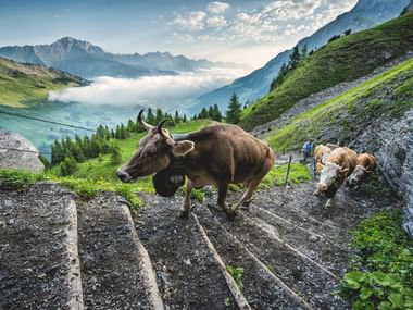 Braune Alpkühe auf hölzernem Bergweg in Adelboden, Schweiz, mit grünen Hügeln und nebligem Tal im Hintergrund.