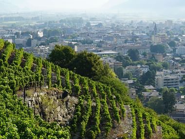 Weinberg mit Stadt an ihrem Fusse