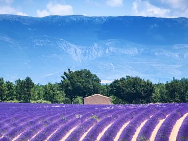 Violette Lavendelfelder in ordentlichen Reihen in Valensole, Provence, mit einem Steinbauernhaus, grünen Bäumen und blauen Bergen im Hintergrund.
