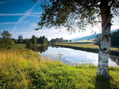 Birke am See im Jura Vaudois Weiße Birke mit charakteristischer Rinde steht neben einem ruhigen See im Naturpark Jura Vaudois, umgeben von grünen Wiesen und Wald.