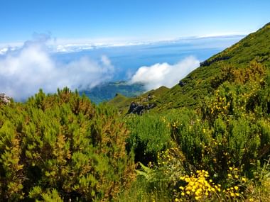 Üppige Vegetation auf Madeiras Hochgebirge Paul da Serra