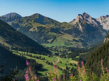 Vallée alpine verdoyante de Grimmialp dans le parc naturel Diemtigtal avec des maisons dispersées, entourée de montagnes boisées et de sommets rocheux.