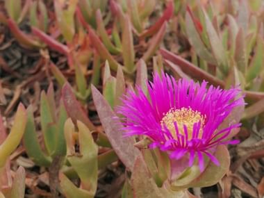 Essbare Mittagsblume in Portugal.