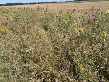 Der Fahrradweg ist gesäumt von einem Feld mit Blumen.