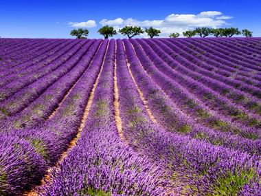 Rangées de lavande violette en fleurs s'étendant à travers les champs de Provence avec des arbres à l'horizon sous un ciel bleu avec des nuages blancs.