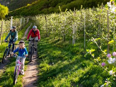 Die Familie radelt durch die Obstplantagen