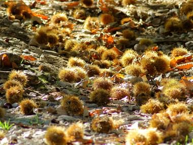 Sentier forestier densément couvert de bogues de châtaignes brunes et épineuses éparpillées sur le sol, formant un tapis naturel.