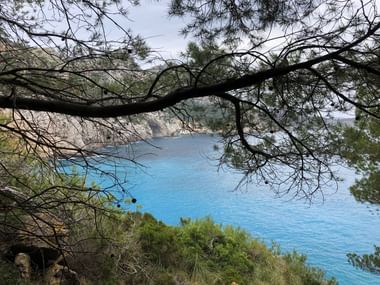 Blick auf eine türkisblaue Bucht in Mallorca, eingerahmt von dunklen Kiefernästen und mediterraner Vegetation entlang der Felsenküste.