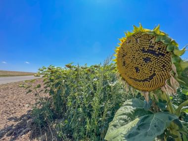 Gelbe Sonnenblume mit Muster.