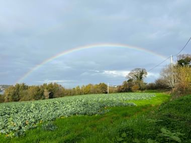 Leuchtender Regenbogen über grünen Feldern mit Kohlpflanzen in der Bretagne. Bäume säumen den Horizont unter bewölktem Himmel bei Tréguier.