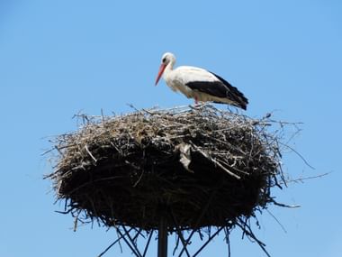Storch im Nest – Hoch oben