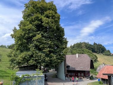 Bauernhof mit großer Linde und Wanderern auf dem Weg