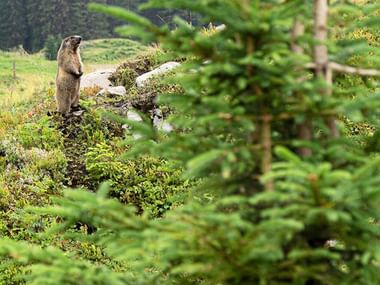 Marmotte dans la forêt de Bödmeren. Ces petits animaux mignons sont habitués aux touristes. C'est pourquoi on a plus souvent la chance d'en voir une.