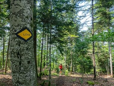 Gelbe rautenförmige Love Wanderplakette an einem Baumstamm in einem dichten Wald mit einem Wanderer im Hintergrund auf einem Pfad.
