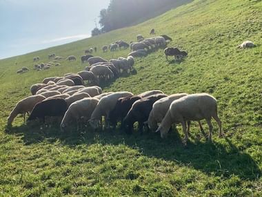 Große Herde weißer und brauner Schafe weidet auf einem grünen Hügel im Jura. Die Landschaft zeigt sanfte Hügel unter bewölktem Himmel.