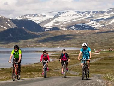 Vier Radfahrer auf einer asphaltierten Straße entlang des Mjølkevegen in Norwegen mit schneebedeckten Bergen, einem See und grasenden Tieren.