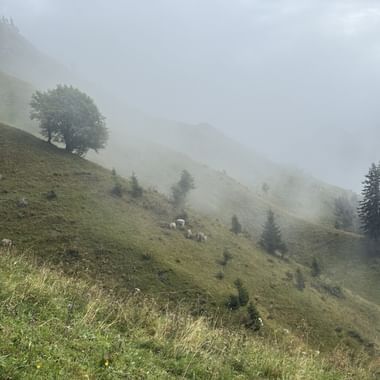 Neblige Almwiese mit vereinzelten Bäumen und Schafen auf grünen Hängen. Dichter Nebel verdeckt die Berggipfel im Hintergrund.
