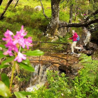 Wanderer überquert Holzbrücke über Wasserfall in Glencoe, Schottland. Rosa Blüten im Vordergrund mit üppigen grünen Farnen und moosbewachsenen Bäumen.
