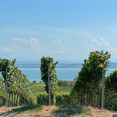 Weinreben am Bodensee
